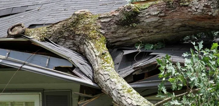 Storm damage from a fallen tree on a Minnesota home